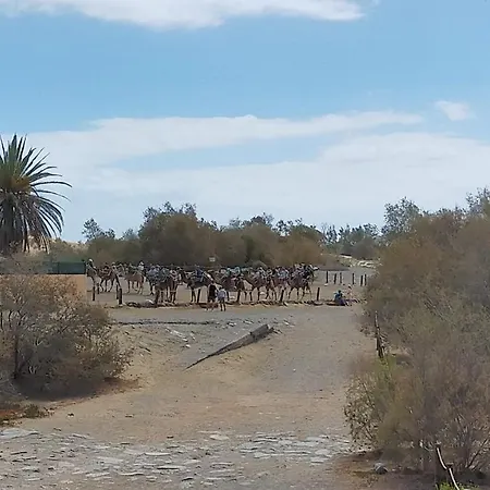 Doranda * Maspalomas (Gran Canaria)